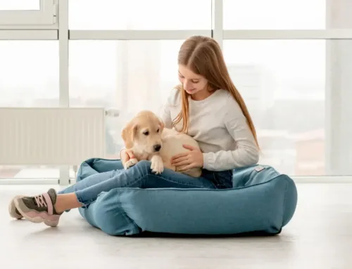 How To Improve Home Air Quality With Pets