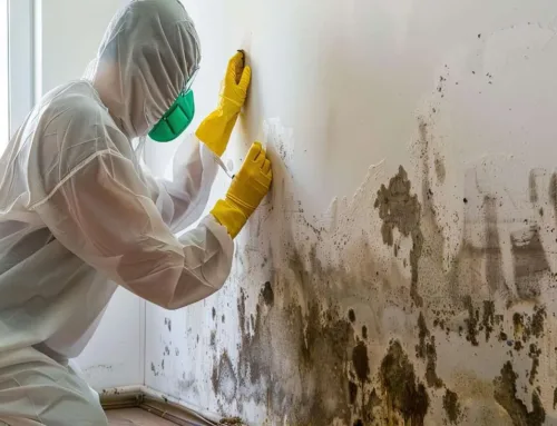How To Identify Hidden Mold In Your Home Before It’s Too Late