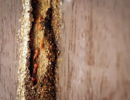 What’s Included in a Termite Inspection Report? A Breakdown for Homebuyers