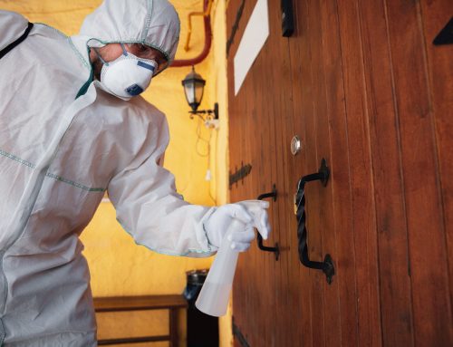 Termite WDI Inspections: What California Buyers Should Know Before Closing